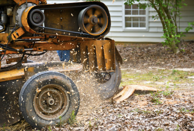 stump grinding philadelphia pa