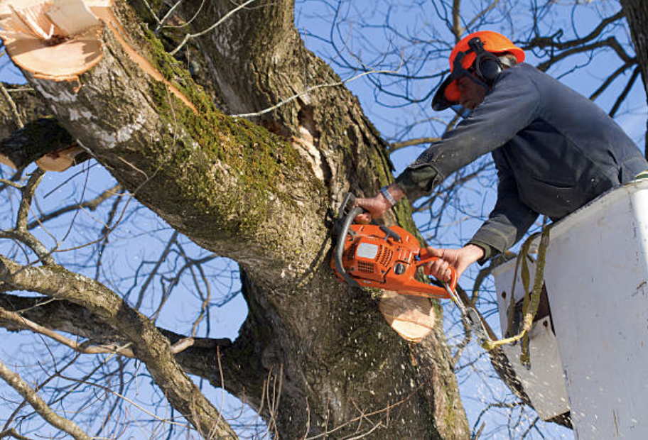 tree trimming Byberry pa